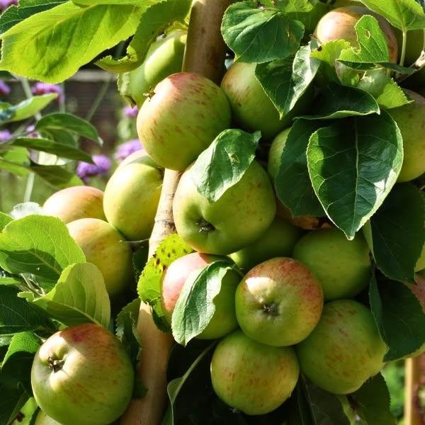 Do Swindon - Heritage Apple Day at Lydiard Park