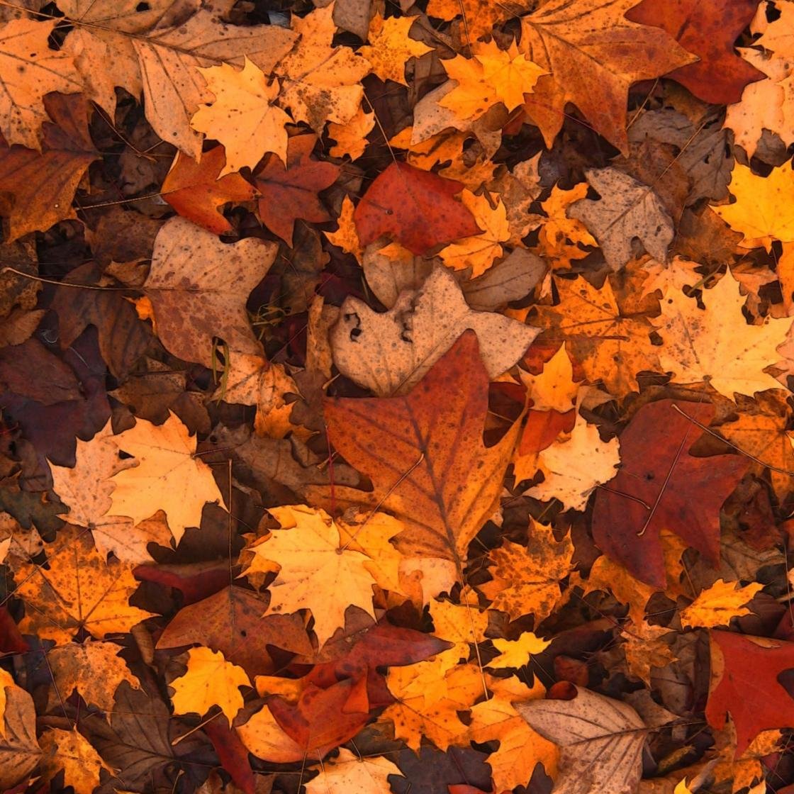 Do Swindon - Mindful Art: Leaf Lanterns