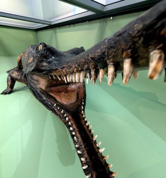 The Gharial